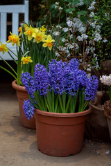 Blue hyacinths in a large pot