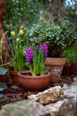 Hyacinths with colorful flowers in a decorative clay pot.
