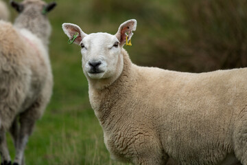 close up half length portrait of a sheep staring at the camera