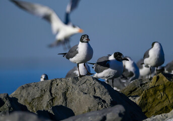 Birds on a Rock
