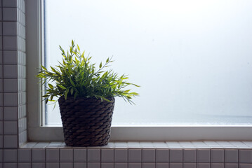 plant in a pot on window 