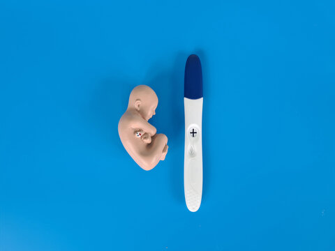 Positive pregnancy test with unborn baby embryo