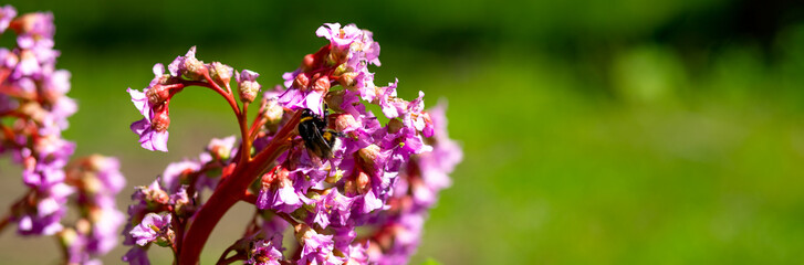 Blooming pink Bergenia flower on a green background on a sunny day macro photography. Fresh elephant's ears flower with purple petals in springtime.Bergenia crassifolia or badan