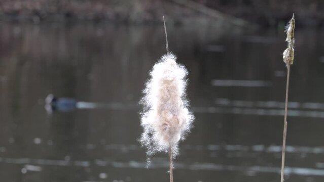 Behaarter Breitbl&auml;ttriger Rohrkolben (Typha latifolia) und Bl&auml;ssh&uuml;hner im Hintergrund