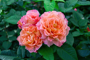 Hybrid tea rose Augusta Luise. Most outstanding and popular rose in the world. Gorgeous, fragrant flowers. Beautifully blooming pale flower. Illuminated by sunlight.