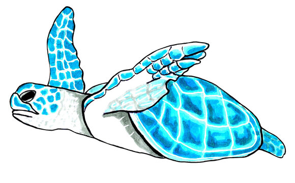 Sea turtle aqua color.  JPEG illustration animal for stickers, creating patterns, wallpaper, 
wrapping paper, postcards, design template, fabric, clothing,  
cross-stitch, embroidery.