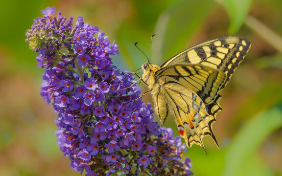 Schwalbenschwanz (Papilio machaon ) auf Sommerflieder.