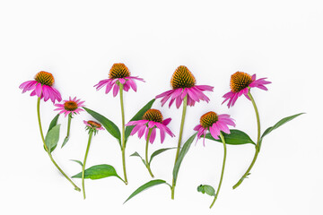 Layout of medicinal fresh echinacea flowers with leaves on long stems on a white background with copy spice as a blank for a postcard and congratulations