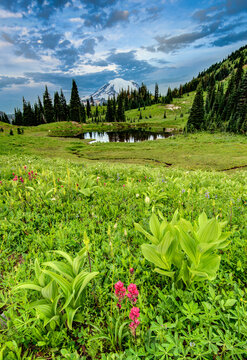 Mount Rainer at sunrise with wildflowers