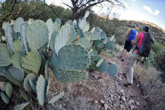 Man and woman backpackers hike next to prickly pear cactus on the Dutchmans Trail in the Superstition Wilderness Area, Tonto National Forest near Phoenix, Arizona November 2011.
