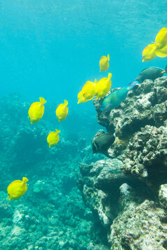 Fish swim at the Hulopo`e Bay Marine Life Conservation District, Lana`i Hawai`i