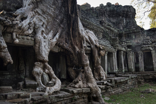 Bayan tree roots growing on the Preah Khan temple walls,  Angkor Wat, Siem Reap, Cambodia.