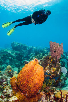 A male diver explores a barrel sponge and  corals, St. Lucia.