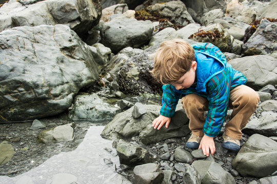 Toddler boy explores tide pool at Patrick's Point State Park, California.