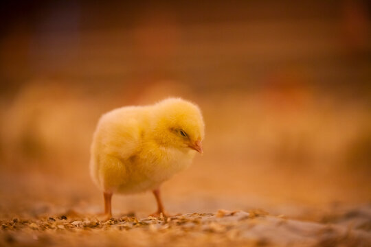 Chick in chicken barn.