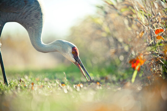 Sandhill Crane