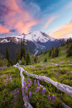 Purple Lupin grows in an alpine meadow across from Mount Ranier.