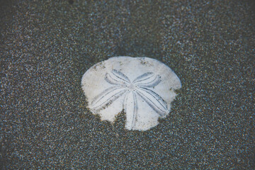 A Sand Dollar (Clypeaster subdepressus) on the beach