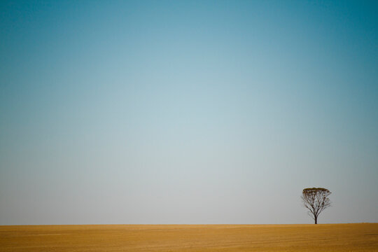A single tree grows in the middle of a farmers' field in  Western Australia.