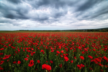 Blooming field with red poppies and dramatic sky with clouds