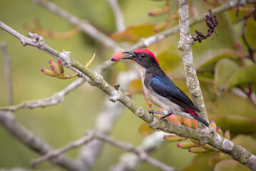 scarlet-backed flowerpecker(male).scarlet-backed flowerpecker is a species of passerine bird in the flowerpecker family Dicaeidae.this photo was taken from sundarbans national park,Bangladesh.