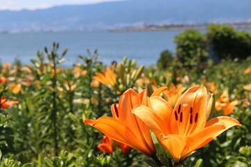 ゆり　オレンジ