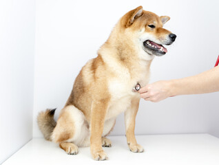 a dog in a veterinary clinic
