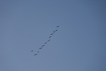 sky, 날기, 버드, 날다, blue, 비행기, 도망, 공기, 대패, 버드, 항공기, 구름, 제트, 갈매기, 백, 네이처, 거위, 구름, 날개, 무사, 군, 자유, 무리, 형성, 갈매기