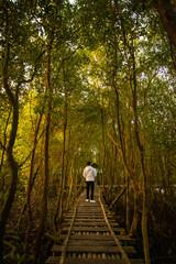 A person is standing on a wooden bridge in a dense mangrove forest.
