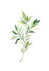Watercolor green branch, botanical element isolated on white background