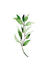 Fototapeta na wymiar Watercolor green branch, botanical element isolated on white background 