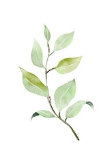 Watercolor green branch, botanical element isolated on white background