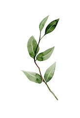 Fototapeta premium Watercolor green branch, botanical element isolated on white background