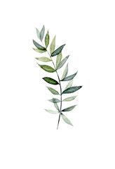 Obraz premium Watercolor green branch, botanical element isolated on white background