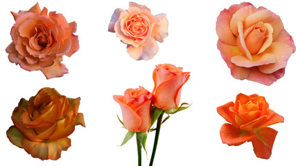set of roses isolated,Orange colour rose flower png set.