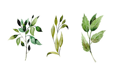 Set of watercolor greenery branches, botanical elements isolated on white background