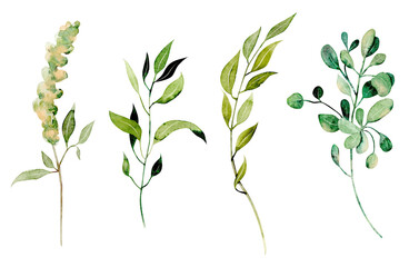 Set of watercolor greenery branches, botanical elements isolated on white background