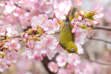 桜とメジロ。