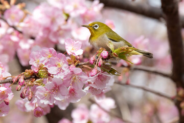 桜とメジロ。