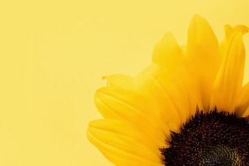 sunflower head on yellow background with copy space, minimal
