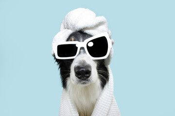 Border collie dog summer going on vacations. Puppy relaxing spa wrapped with a white towel and sunglasses. Isolated on blue pastel background.
