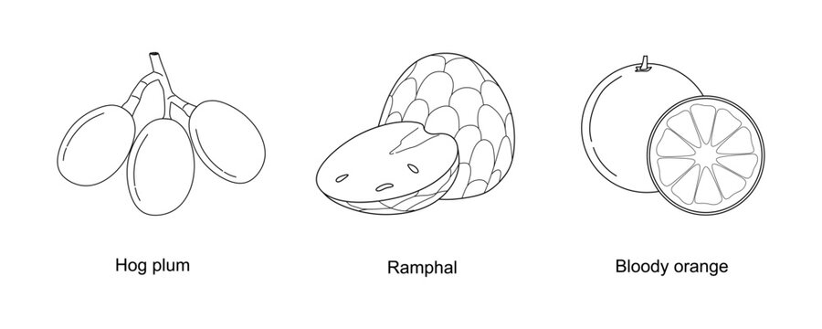 Set of hand drawing fruits Spondias or hog plum, Ramphal or Custard apple, Bloody orange isolated on white background. Line art organic fruits icon. Linear healthy fruits collection for packaging. Vec