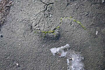 gray fissure on gray asphalt, gray asphalt erosion, soil split from tree roots on a concrete surface, texture of break cracks, gray concrete color background green moss in asphalt cracks, wet fracture - Powered by Adobe