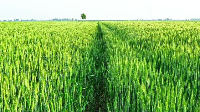Aerial footage of green wheat field natural landscape in spring season. Rural agriculture scene in China.