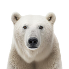 polar bear face shot , isolated on transparent background cutout , generative ai