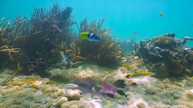 Sergeant major fish defending its nest against others tropical fish trying to eat its eggs, underwater in the Caribbean sea, 59.94fps