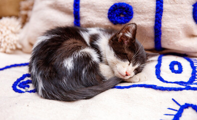 black and white cute cat sleeping