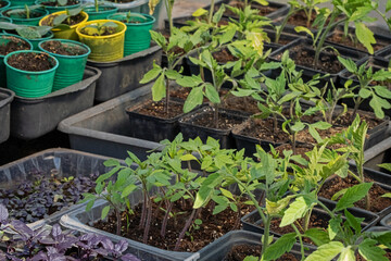 Young seedlings of tomatoes. Planting to soil tomato seedling.   Сoncept of growing vegetables, agriculture, sowing, non-GMO. Farm business Close-up