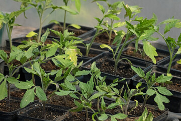 Young seedlings of tomatoes. Planting to soil tomato seedling.   Сoncept of growing vegetables, agriculture, sowing, non-GMO. Farm business Close-up