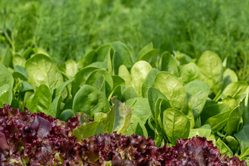 Lettuce green leaves, Romaine lettuce,  dill, parsley grows in the soil. Organic salad, ready to be harvested. Fresh lettuce leaves background. Salad plant close-up. Organic food, keto or paleo diet